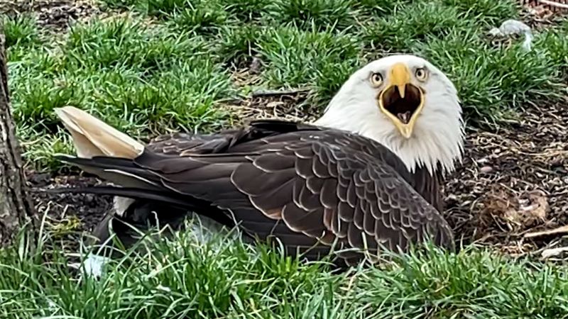 'He's very protective of the rock': This eagle thinks a rock is an egg