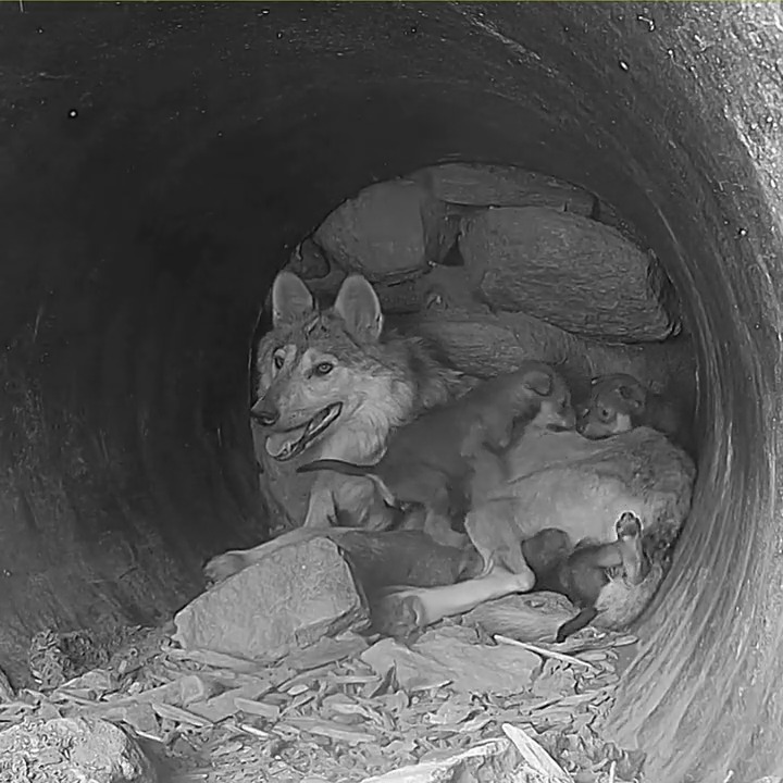 Wolves are kind. Wolves are loving. Wolves are nurturing. Be like a wolf 🐺 #LoboWeek