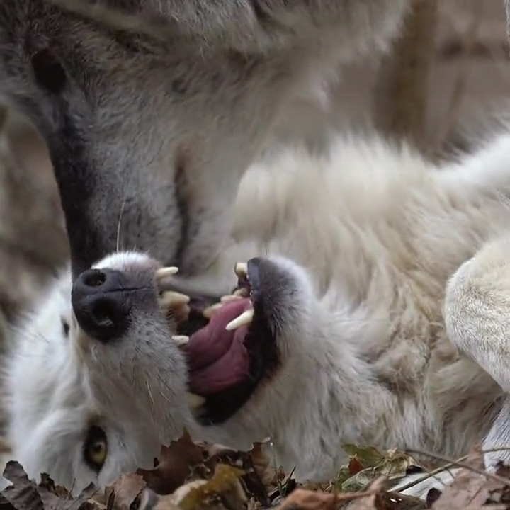 Wolves take care of one another 🐺