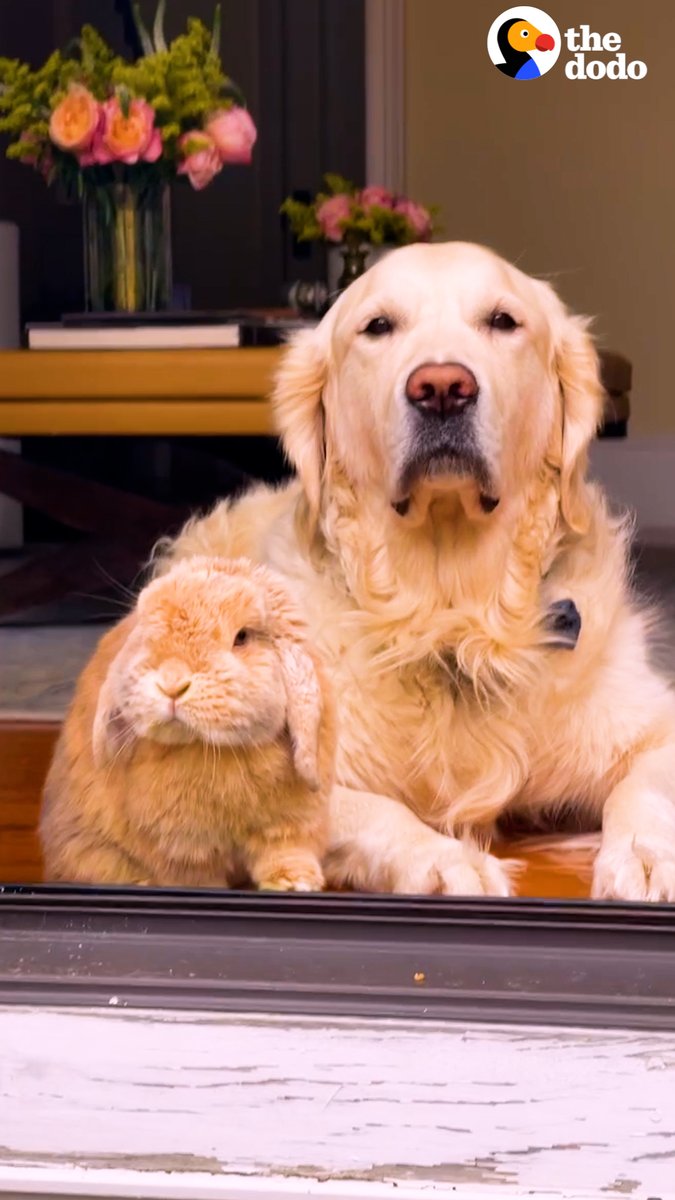 Golden retriever loves his bunny so much, he picks apples and brings them to him 😍💞