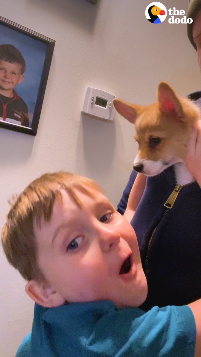 Little boy writes his dad a convincing letter asking for a corgi puppy — watch his reaction when his dream comes true 💙