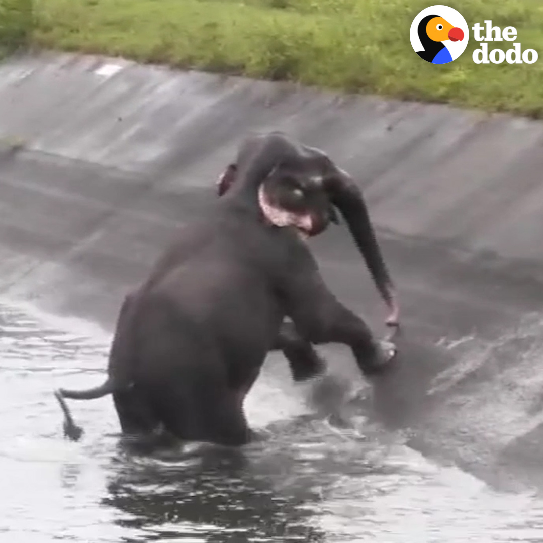 When this elephant got trapped in a canal, it seemed impossible to save him — until these strangers got creative 🐘💪💪