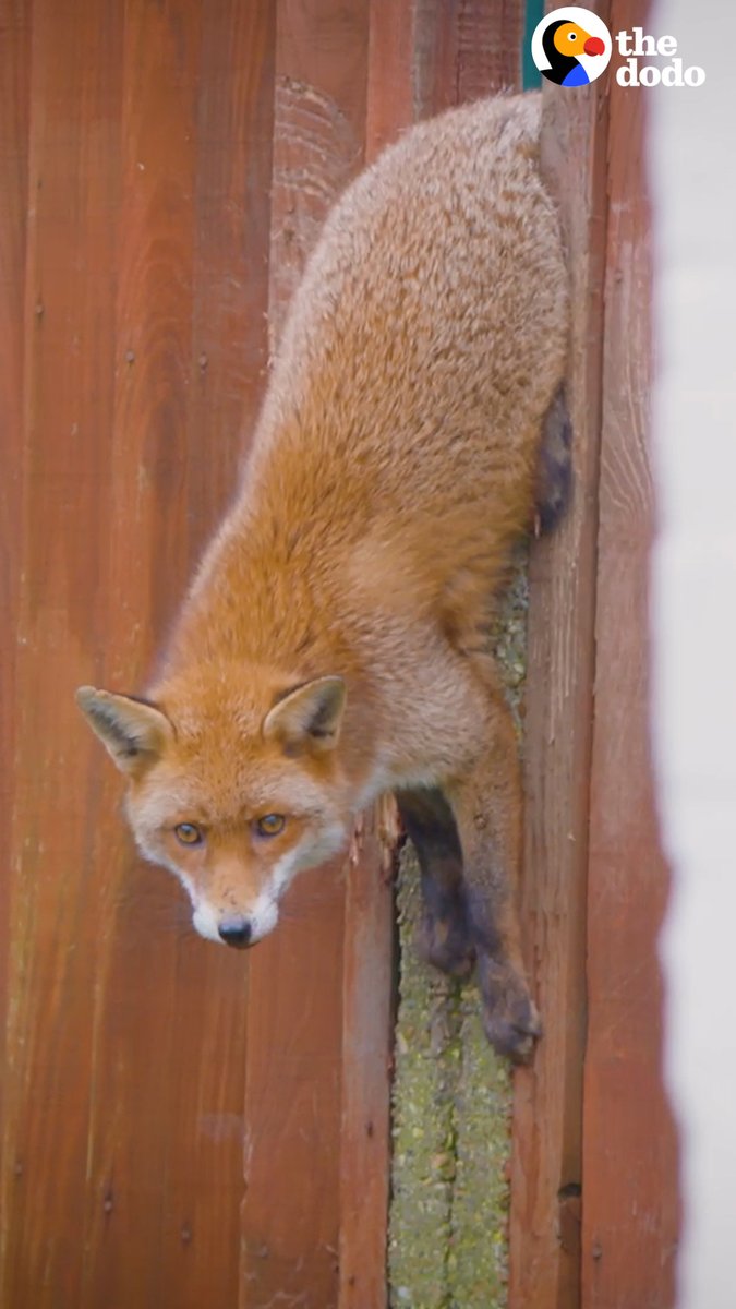 The moment this fox finally runs back to the wild 🧡