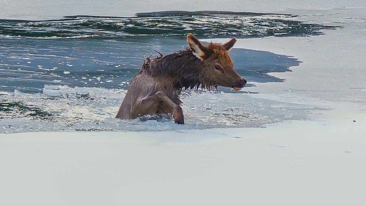 An elk calf was rescued from freezing waters in Banff, Alta., by a wildlife photographer who caught it all on camera. #TheMoment