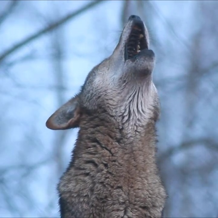 The moon is always listening 🐺