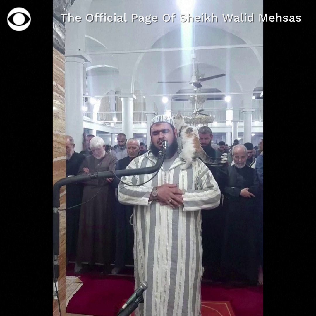 A cat appeared to enjoy the prayers of Sheikh Walid Mehsas at a mosque in Algeria, jumping up and rubbing against his face as he was praying 'Taraweeh', a nightly prayer occurring every evening during the Muslim holy month of Ramadan.