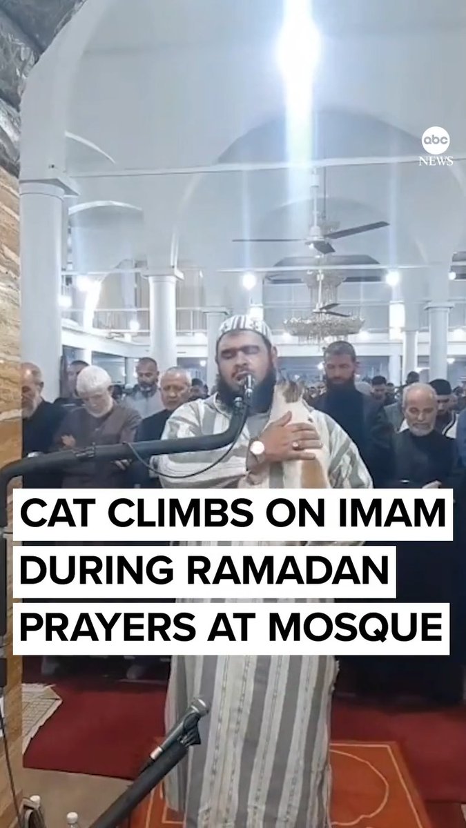 PAWS FOR PRAYERS: A cat with no sense of decorum was unable to distract an imam during Ramadan prayers at this Algerian mosque.