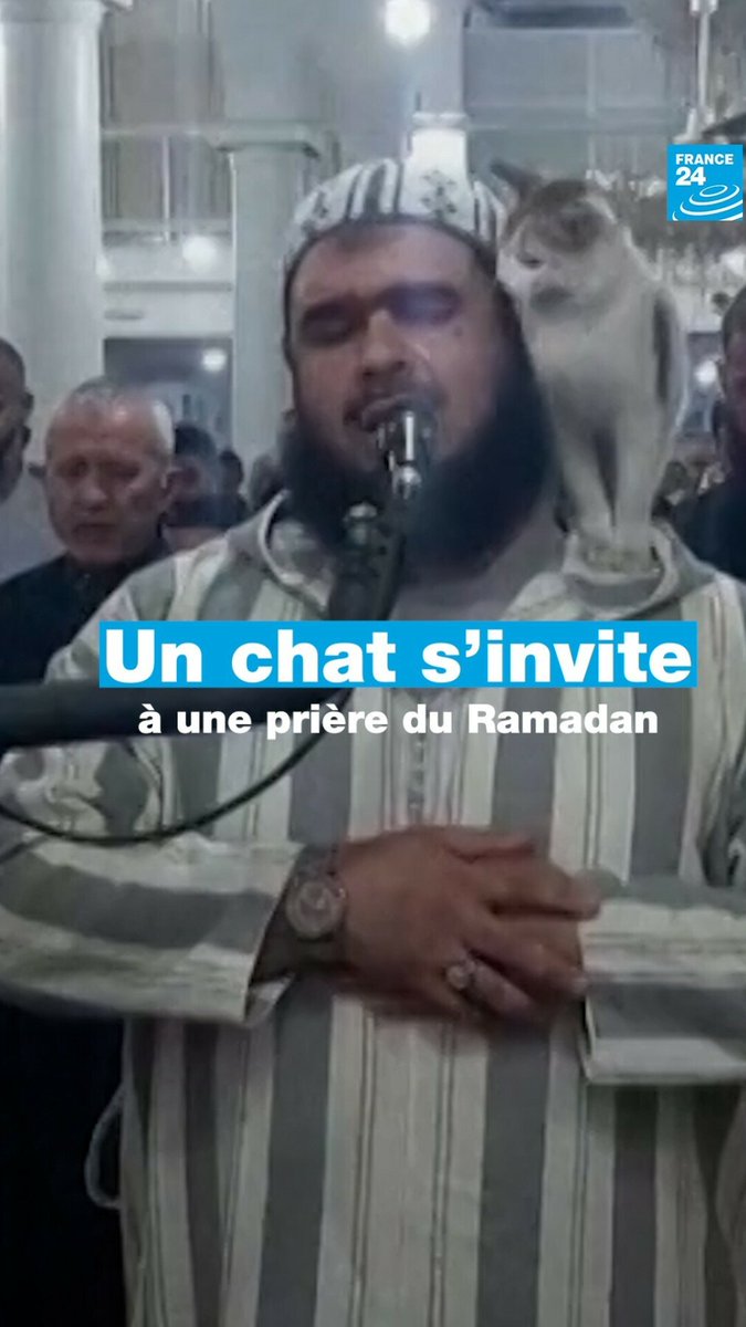 Un chat s'est invité à une prière du #Ramadan dans une mosquée en #Algerie 🇩🇿
