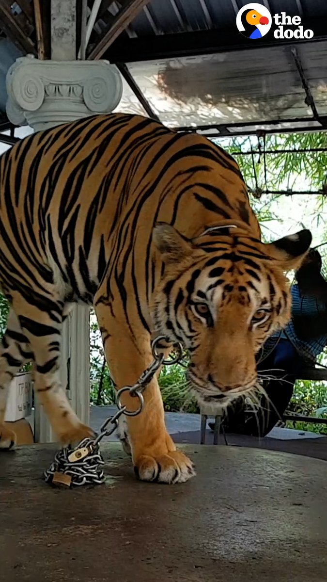 Tiger forced to do tricks her whole life is thrilled to scratch on a tree for the first time 🧡