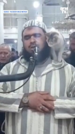 Complètement sans gêne... 😂 🐈 Un chat s'invite au beau milieu d'une prière dans une mosquée en Algérie