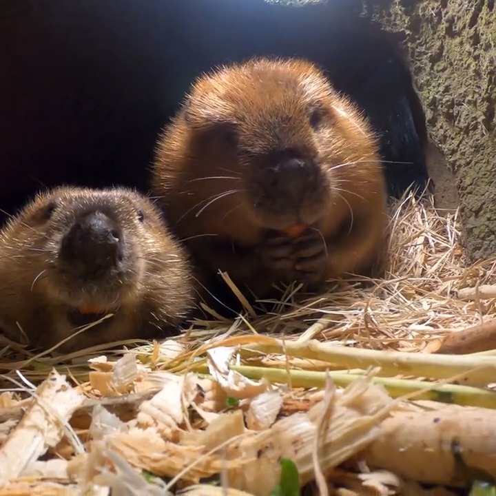 Branch managers wfh today
