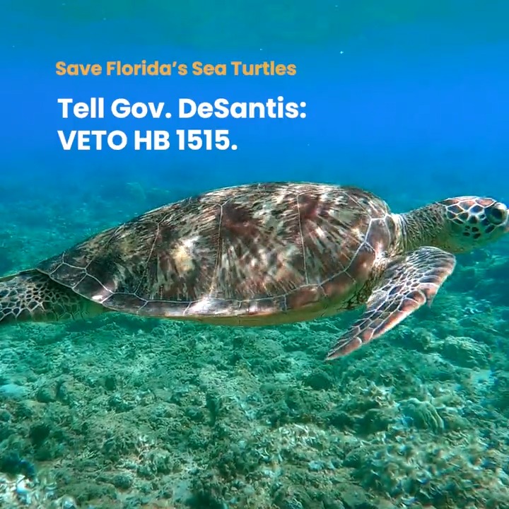 🚨 Florida's sea turtles are at risk due to a new law being pushed by the Florida Legislature. It's no exaggeration that if H.B. 1515 is signed into law, thousands of sea turtles will die. 📝 Add your name: Save Florida's sea turtles!