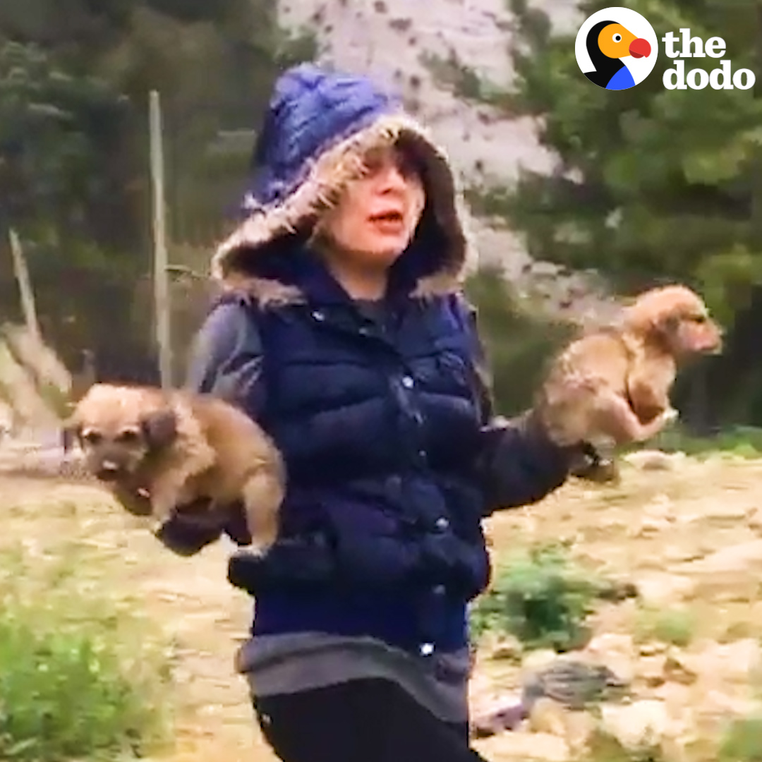 This woman spends every penny she has saving stray dogs 🐶💜