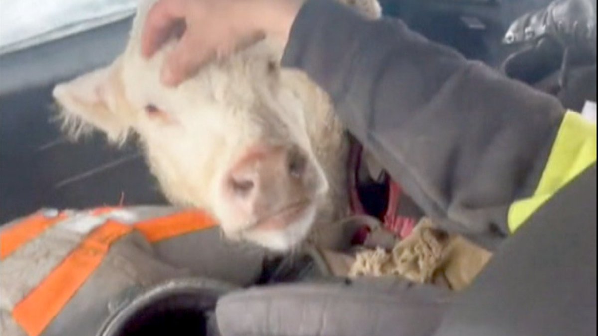 #TheMoment a newborn calf is rescued from a ditch in a snowstorm