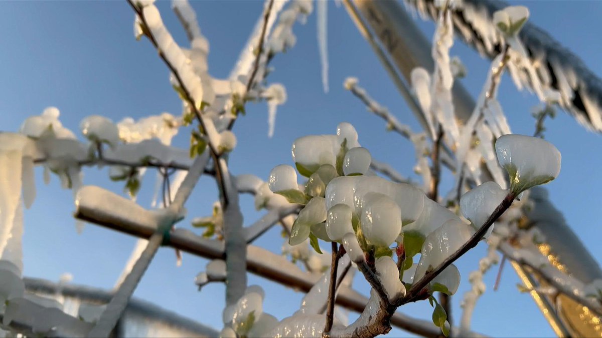 VIDEO: Working through the night, staff at a Slovakian orchard carefully place paraffin flames under cherry trees. The candles are just one tool in the fight to save the trees' precious buds against spring frost.
