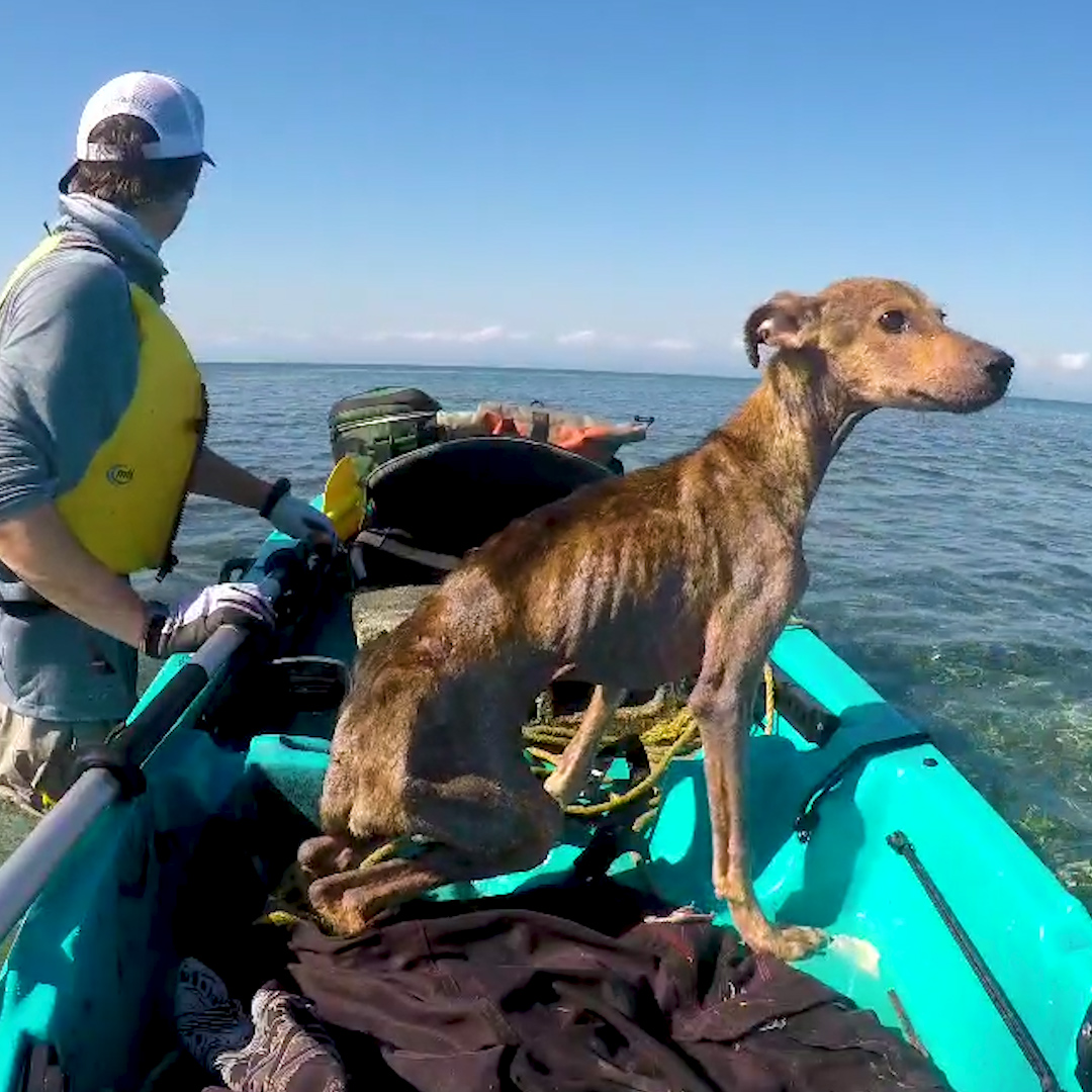 Destiny brought this guy and a starving puppy together on the most remote island 💛