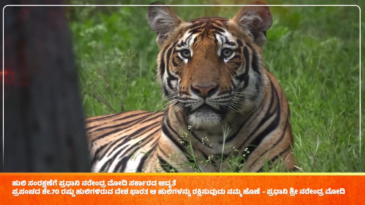 ಕಳೆದ 8-10 ವರ್ಷಗಳಲ್ಲಿ ಭಾರತದಲ್ಲಿ ಹುಲಿಗಳ ಸಂಖ್ಯೆ ಗಣನೀಯವಾಗಿ ಏರಿಕೆಯಾಗಿದೆ. ಅಭಿವೃದ್ಧಿ ಮತ್ತು ಪರಿಸರ ಸಂರಕ್ಷಣೆ ಜೊತೆಯಲ್ಲಿಯೇ ಸಾಗಬೇಕು ಎಂಬ ಪ್ರಧಾನಿ ಶ್ರೀ Narendra Modiಯವರ ಸಂಕಲ್ಪದ ಯಶಸ್ಸಿಗೆ ಹುಲಿಗಳ ಸಂಖ್ಯೆಯಲ್ಲಾಗಿರುವ ಏರಿಕೆಯೇ ಕೈಗನ್ನಡಿಯಾಗಿದೆ. #BJPYeBharavase