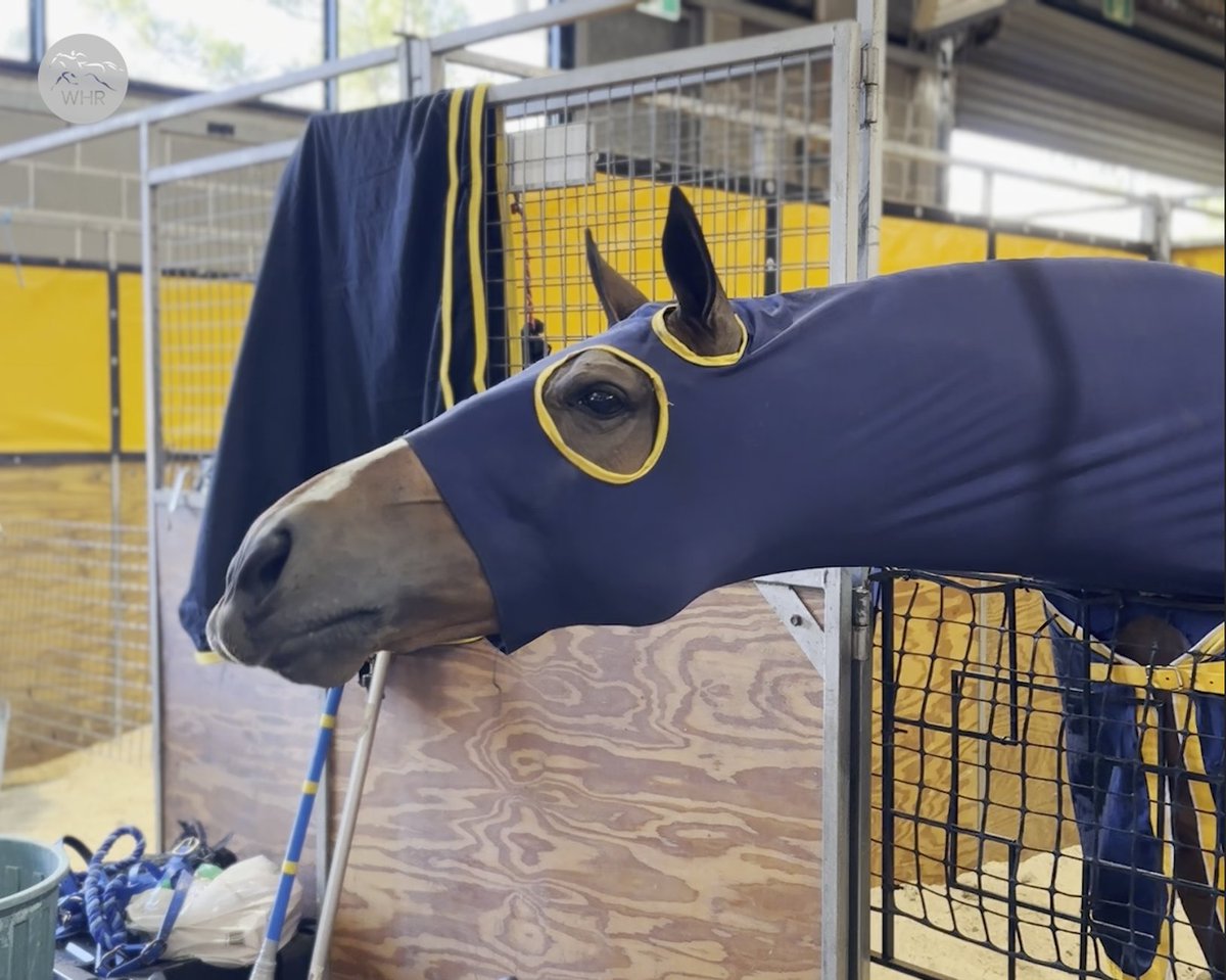GIRAFFE? 🦒 DOG? 🐕 CAMEL? 🐪 Or HORSE? 🐎 G1 winner Helene Charisma, who won the 2016 Grand Prix de Paris when named Mont Ormel, will do anything he can to get a carrot! 🥕 Hillview Thoroughbreds HKJC Racing France Galop Pia Brandt George Moore The Sydney Royal Easter Show