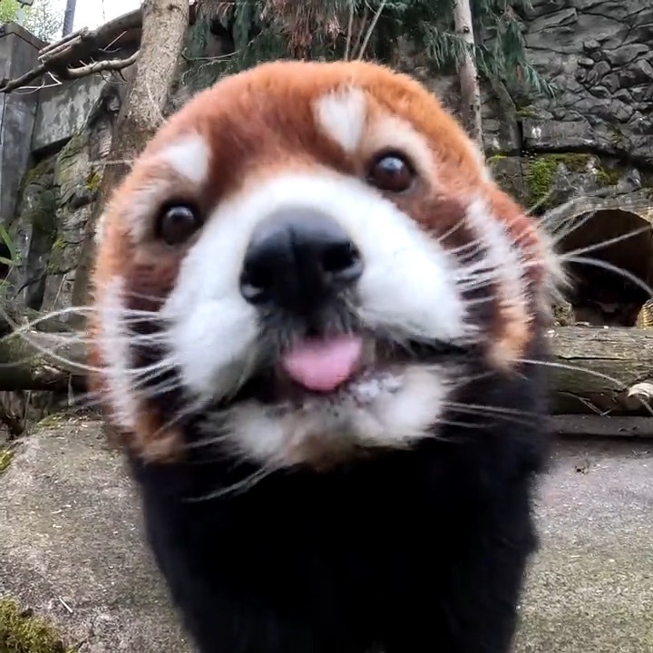 As a nomnivore, Moshu displays a high degree of snacktivity
