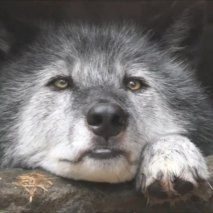 Your moment of calm 🐺
