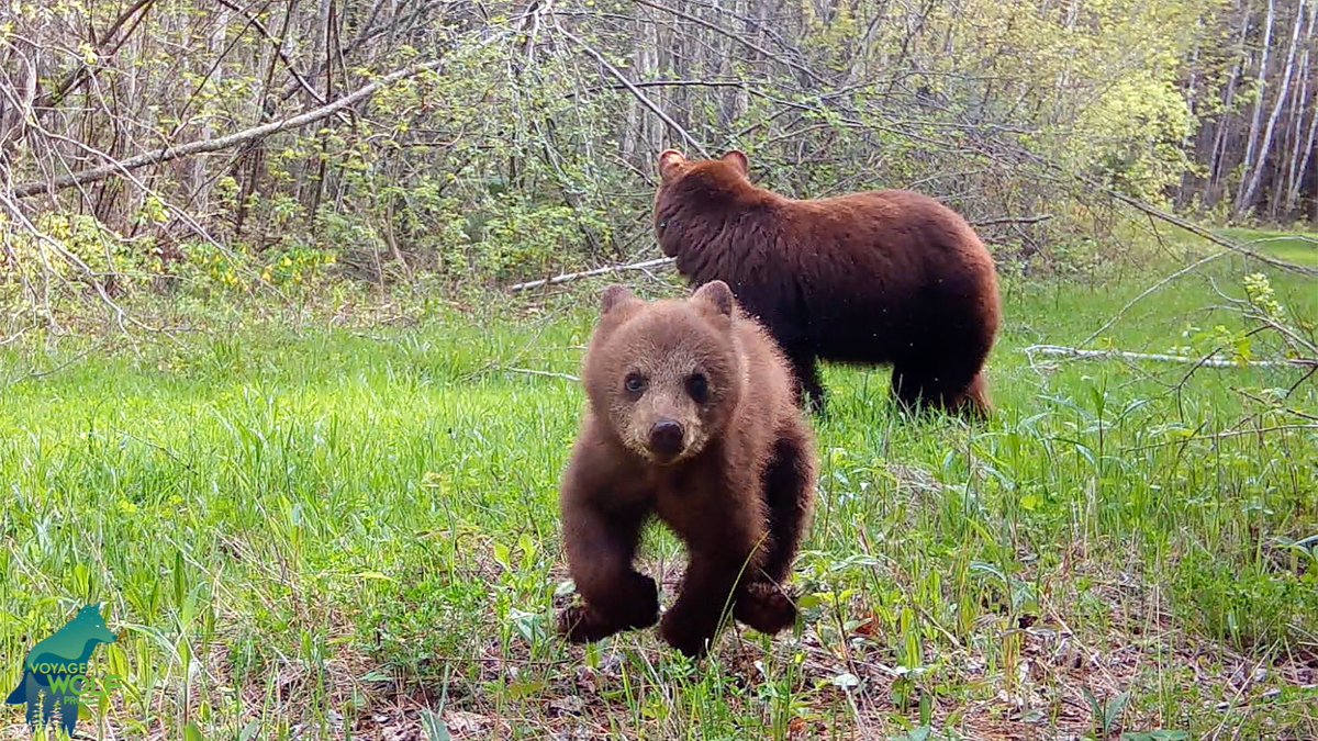 Spring is around the corner and that means these little devils will be out again terrorizing our cameras soon! But if they give us entertaining, top-notch performances like this, we are okay with it 😅! This video was from last spring and is one of our all-time favorites!