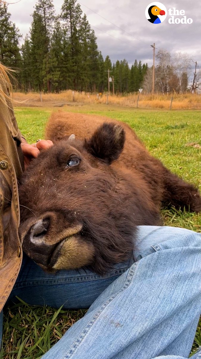 Baby buffalo kept charging at her human mom — until she took her camping 💛