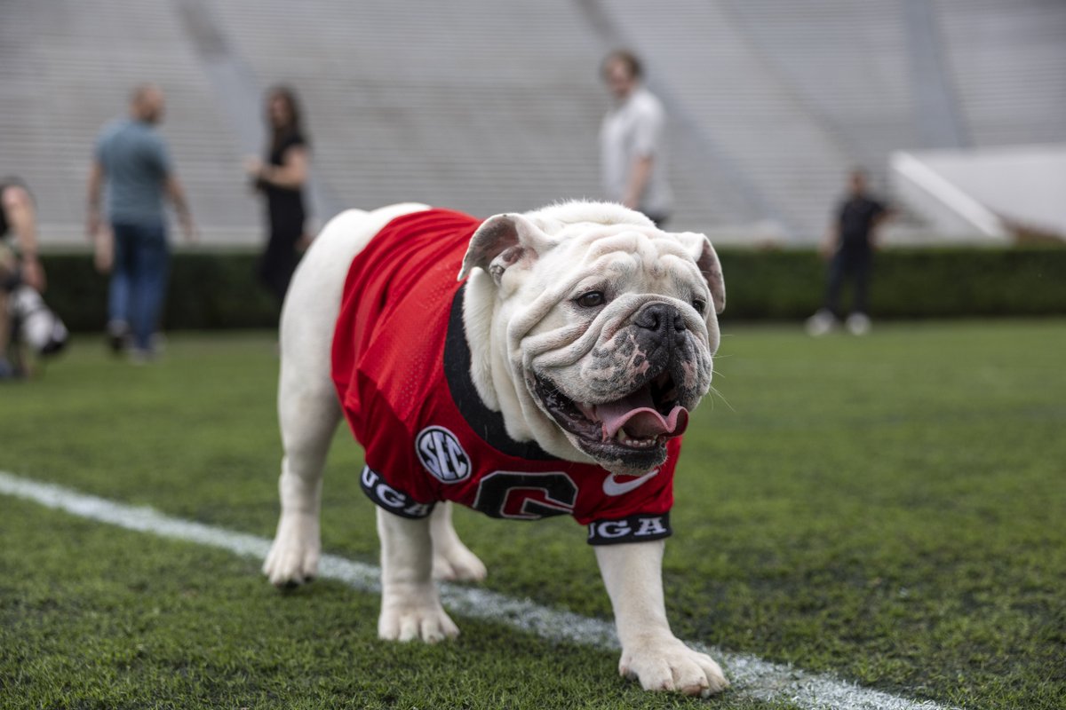 A new era begins. 👑 We are excited to welcome Boom to Sanford Stadium on Saturday as he officially puts on the collar and becomes Uga XI at G-Day! #GoDawgs