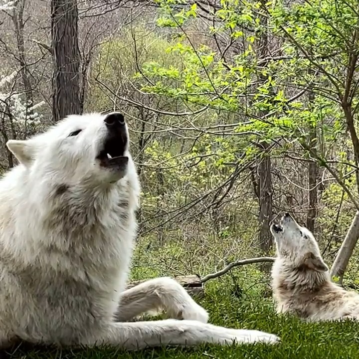 Did you know that wolves across the world speak in 21 different dialects? The largest-ever study of howling in the canid family, including wolves, jackals, + dogs, has shown that the various species + subspecies have distinguishing repertoires of howling or vocal fingerprints.