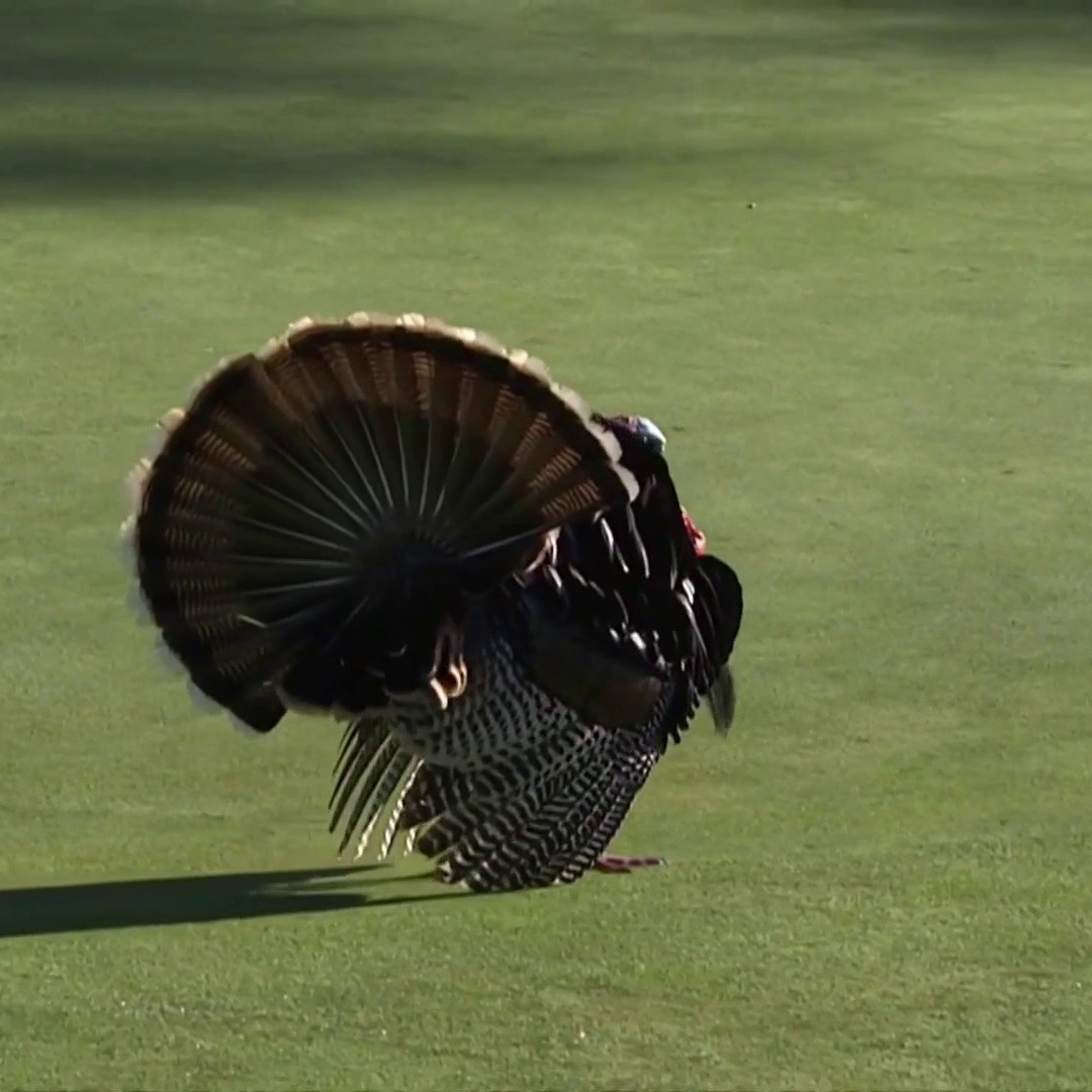 The wild turkeys are out on the 18th green at Pasatiempo! 🦃 📺 Golf Channel and Peacock