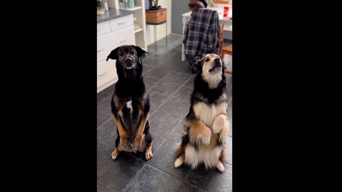The long-distance love story of two Alberta dogs that stole the hearts of millions online. #TheMoment