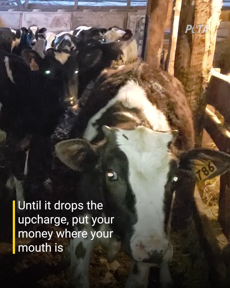 The vegan milk upcharge is Starbucks’ way of wrongfully profiting off compassionate customers who care about animals & our planet 😠 Join PETA & @Switch4GoodNFT in telling the company to #EndStarbucksVeganUpcharge!