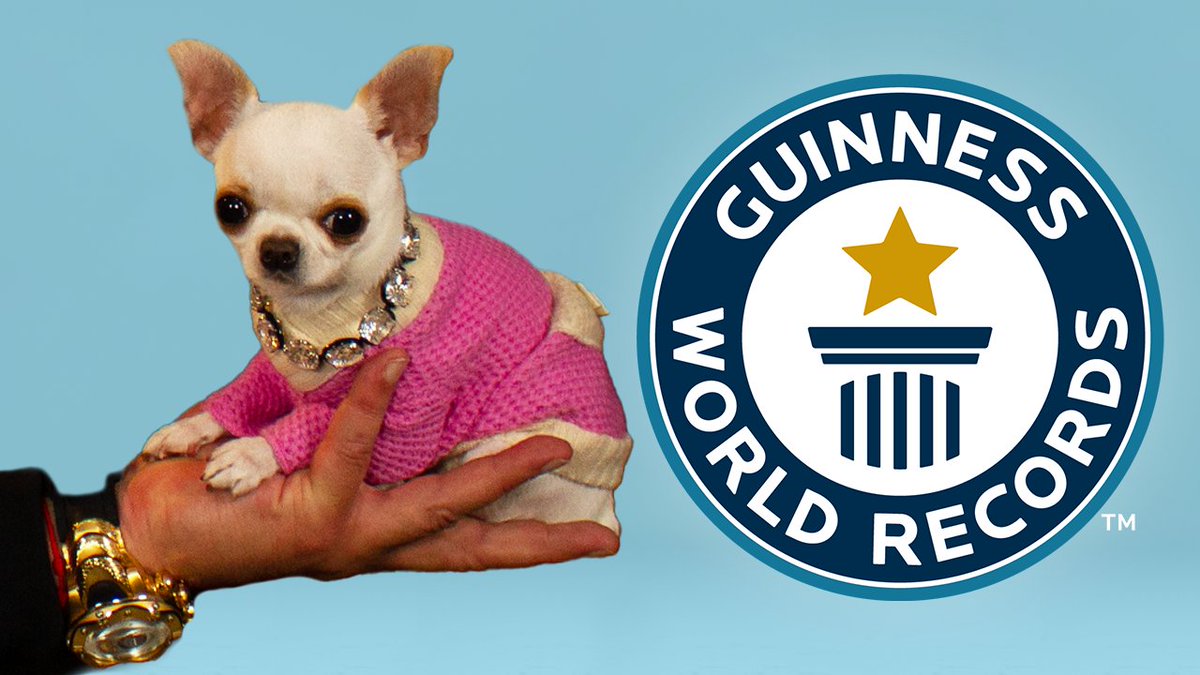 This is Pearl, the two-year-old Chihuahua with a big personality and the record for being the shortest dog alive today 🥰️