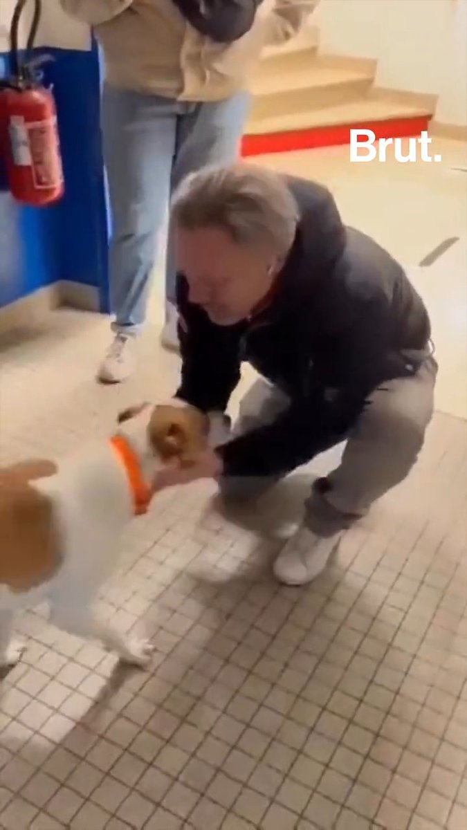 🇫🇷🐕FLASH - Nicolas a retrouvé son chien #Bayou, qui lui avait été volé il y a 50 jours. Retrouvailles émouvantes.