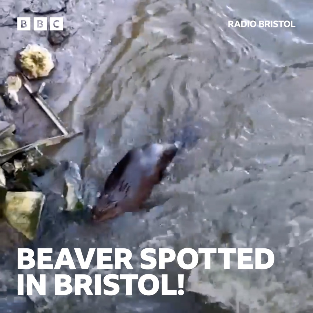 There's a BEAVER in Bristol 😮🦫 Who saw it?! 📸 James David