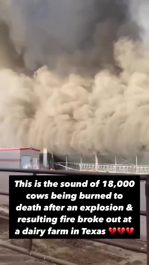 Each one of them suffered an unimaginably painful death all because humans wanted to steal their milk. This would’ve never happened in a vegan world. Video via Toronto Cow Save