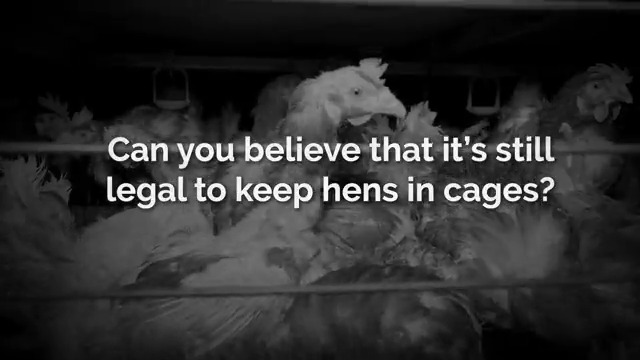 Horrific cruelty EXPOSED by @OpenCagesUK! Laying hens are living in misery in the UK. It's time for Defra UK to keep their promises and consult on cages. Email Rishi Sunak and demand better for hens → #CluckoffRishi