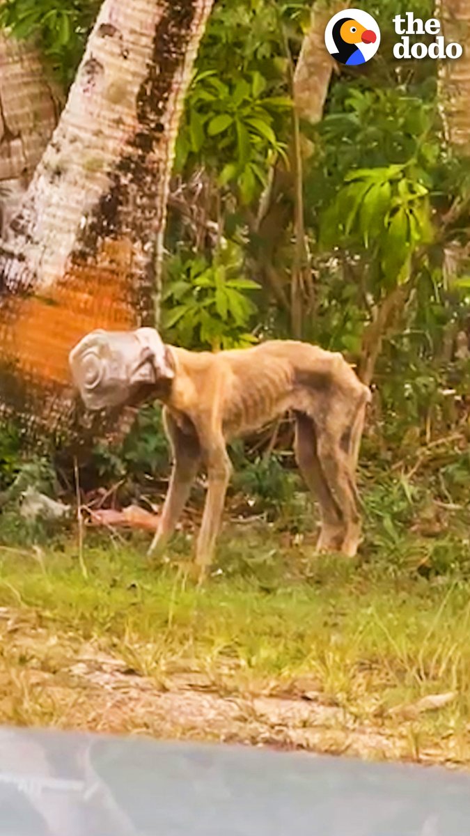 Stray dog had a jar stuck on her head for weeks — and that's how the most incredible rescue story starts 💗 Follow along on Instagram: &amp; TikTok: