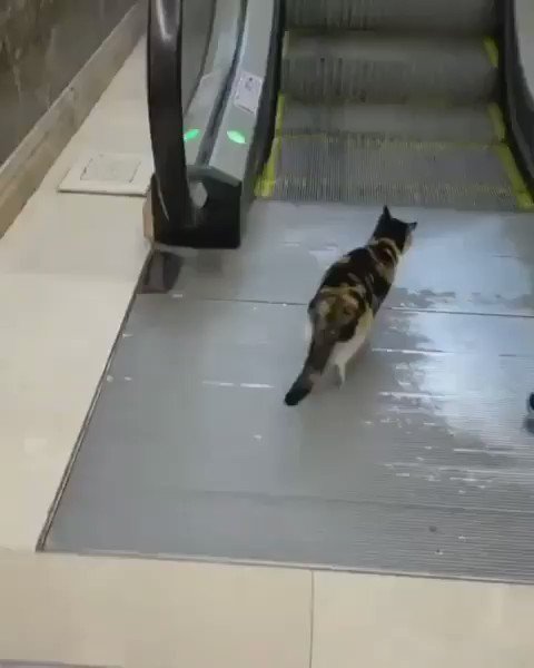 猫ちゃんエスカレーターに😺