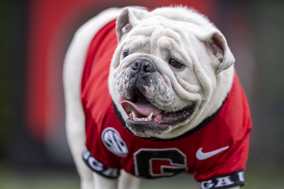 It's Boom time! Today, Boom will officially wear the collar and become Uga XI at G-Day! #GoDawgs