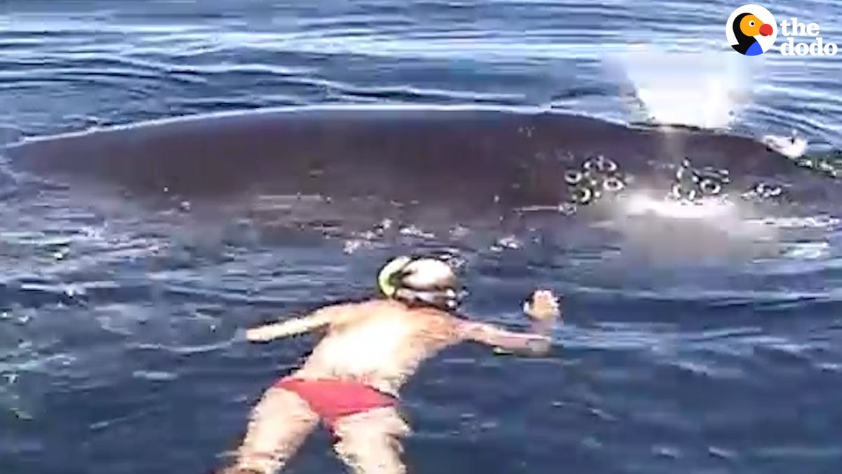 This family's boat ride turned into a dramatic whale rescue — and the whale spent an hour thanking them in the most beautiful way! 🐋💙