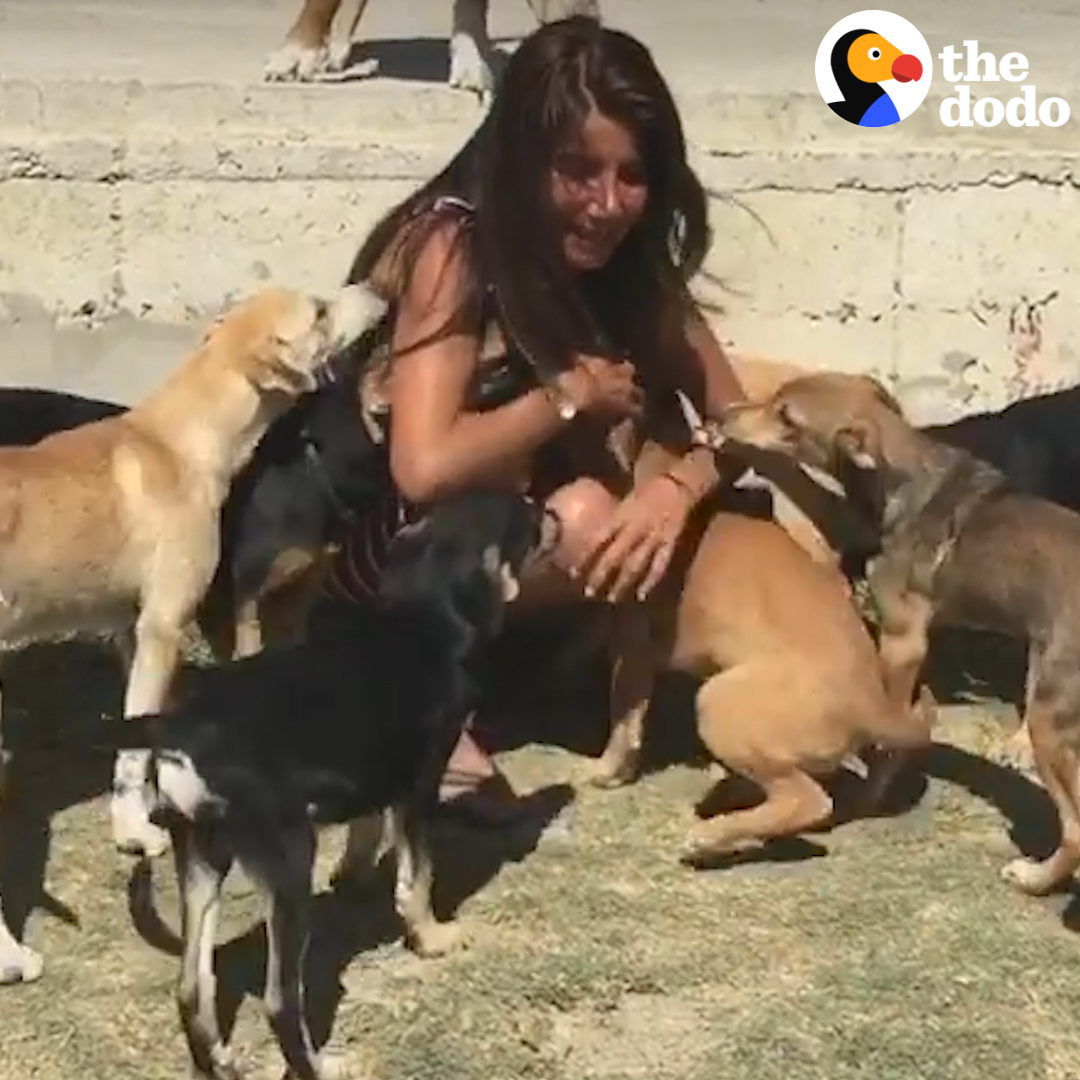 This woman's childhood dream was to save every stray dog in her country — now she living it ❤️