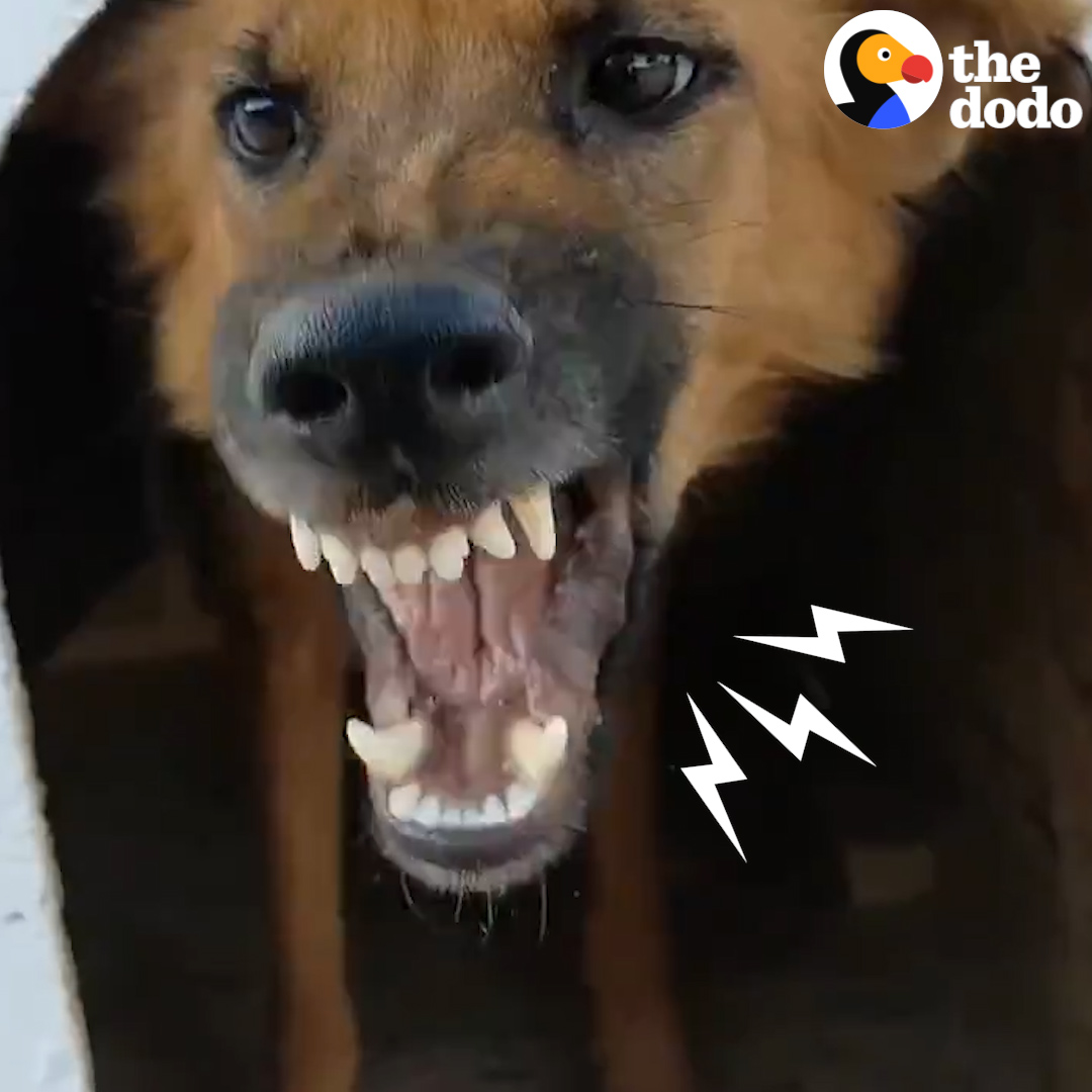 This guy is determined to make this aggressive dog love him 💛