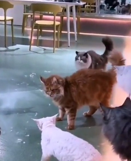 If anybody still wants to fight ... Then come! I will be your opponent. #meowed #TheMeowedClub