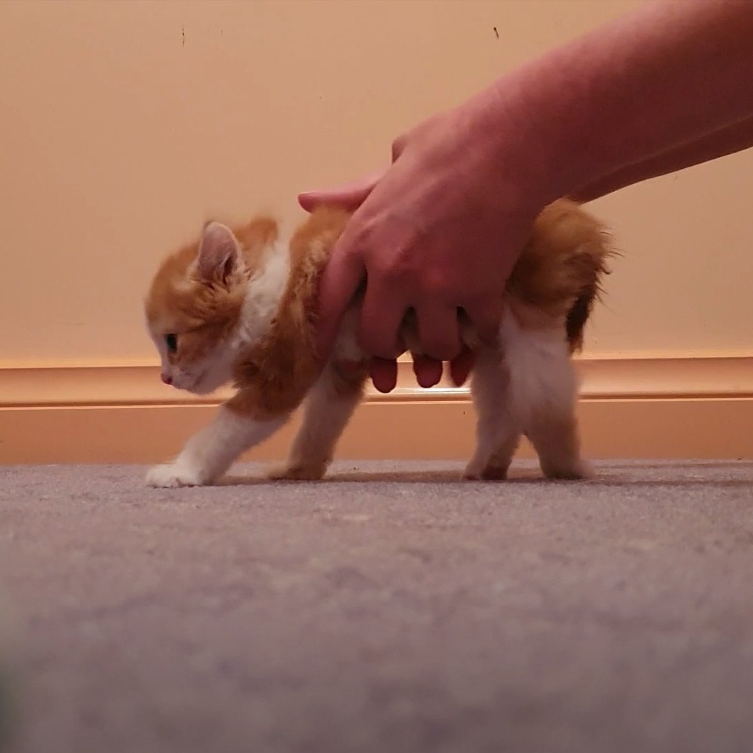This little paralyzed kitten teaching himself to walk 😍