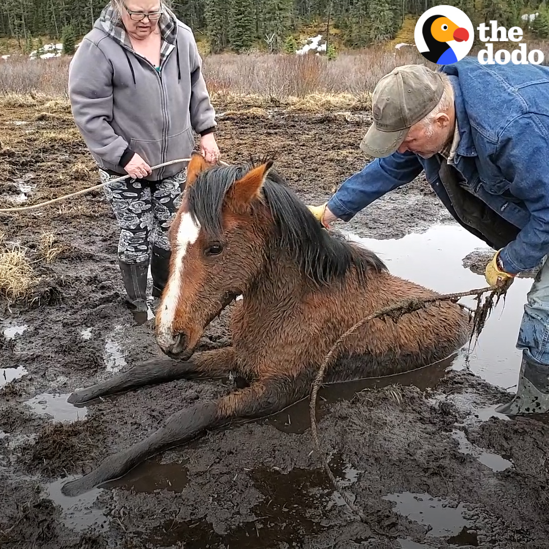 The moment this horse looks back to say thank you 🧡