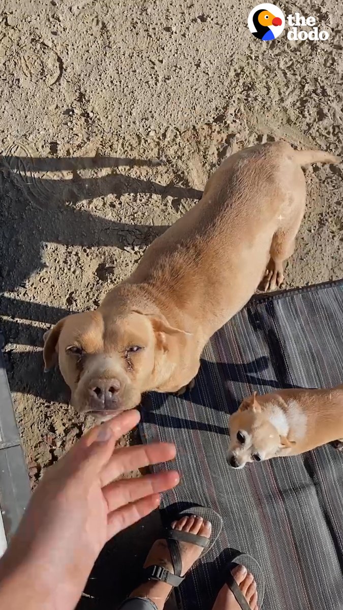 2 pregnant dogs chase a van asking for help — and they both immediately give birth as soon as they're safe ❤️