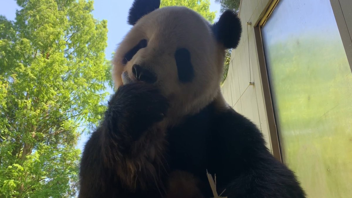 🤔🐼 Let’s learn about the science behind animal snacks! Today’s Q: how much bamboo does a giant panda eat? ⚖️ Keepers feed each panda—Tian Tian, Mei Xiang + Xiao Qi Ji— between 70 and 100 pounds of bamboo every day, depending on the time of year! ✏️: