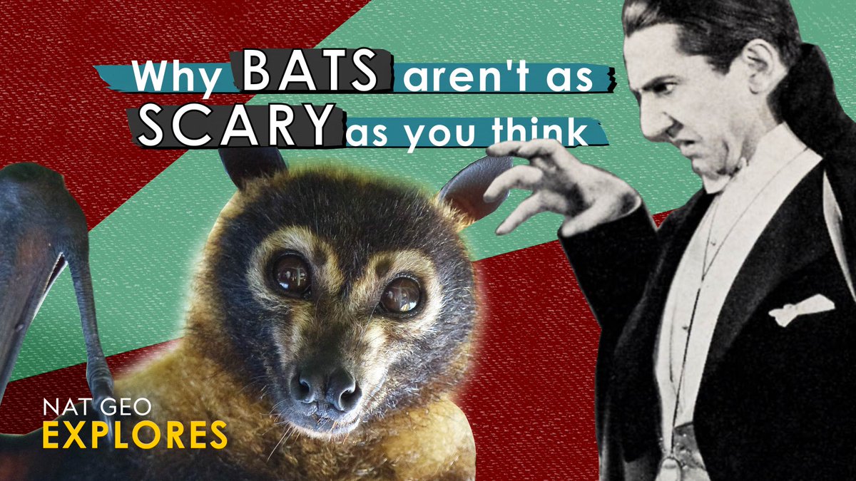 See how common bat misconceptions came about, and just how vital bats are to our everyday lives #InternationalBatAppreciationDay