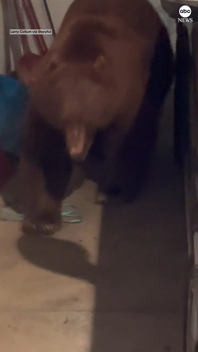 A California couple awakened by a security camera alert discovered a curious bear exploring their garage in the middle of the night.