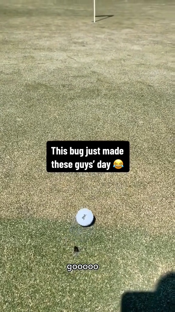 So what’s the ruling on this? 😂 (Via TikTok/golferscotty)